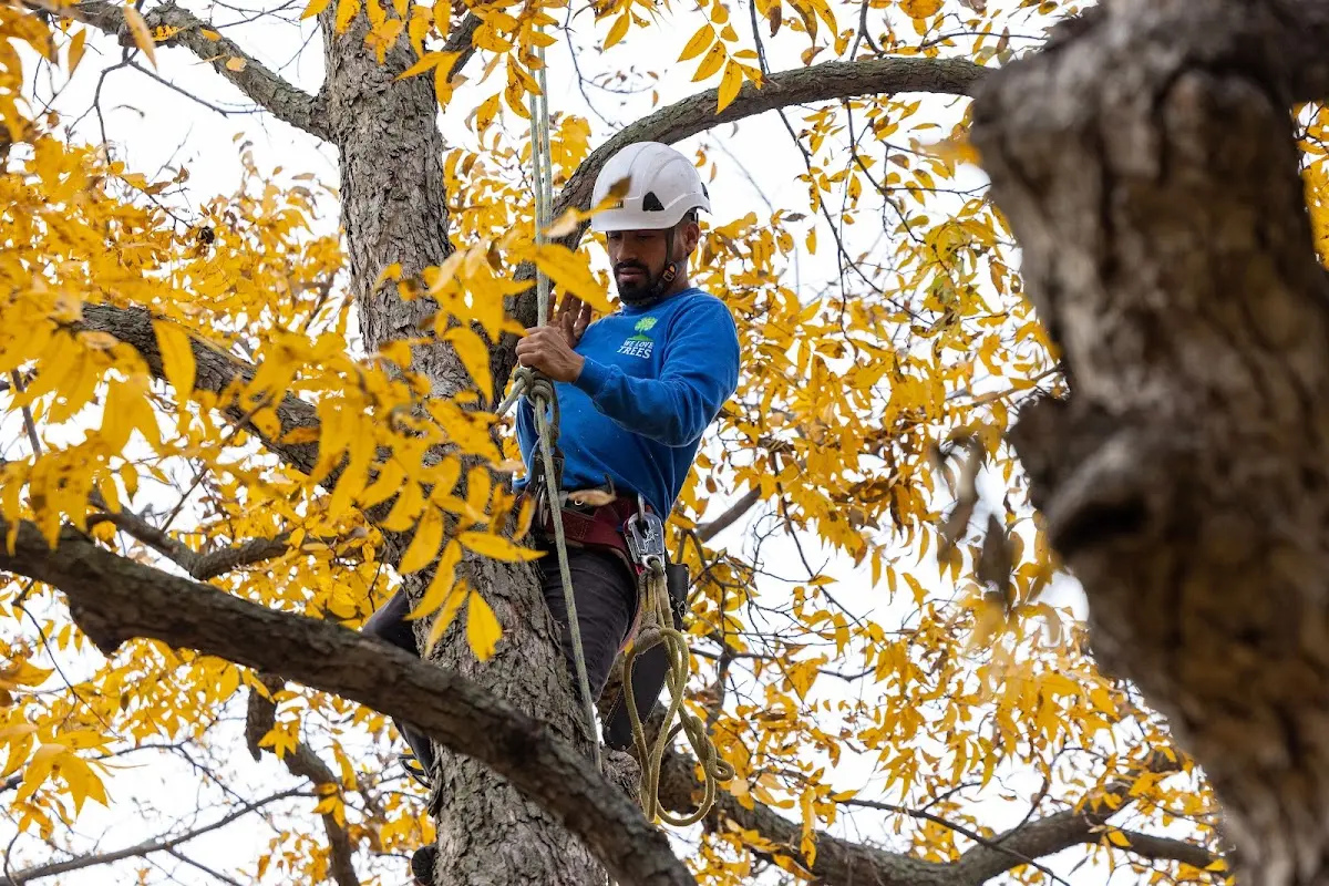 Skilled Tree Planting crew working in Old Forge